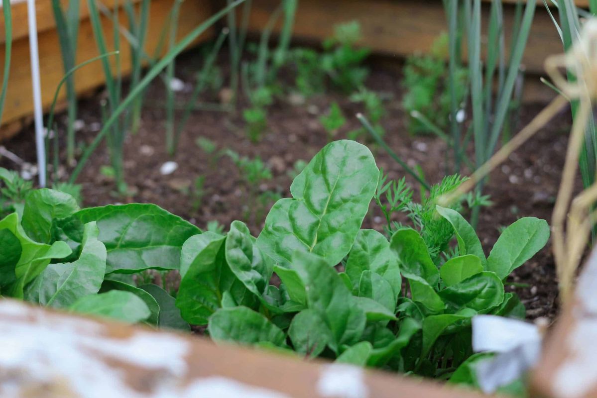 Semer des épinards : le guide ultime pour un potager prospère