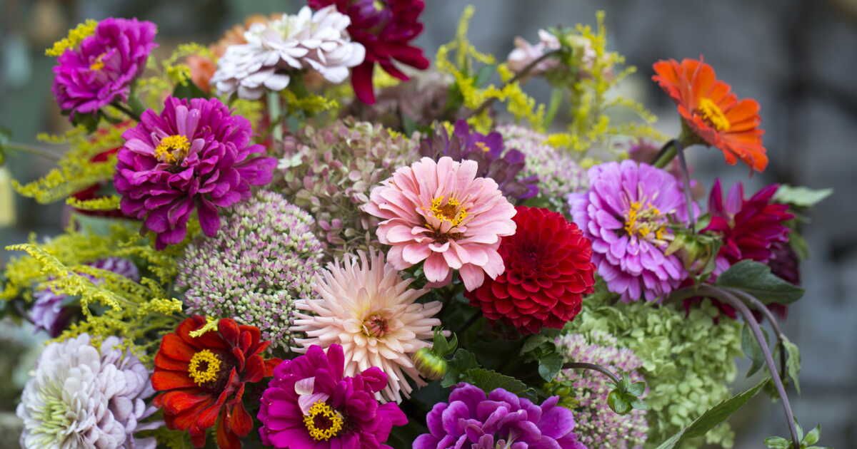 les fleurs à fuir lorsque le pollen cause des allergies