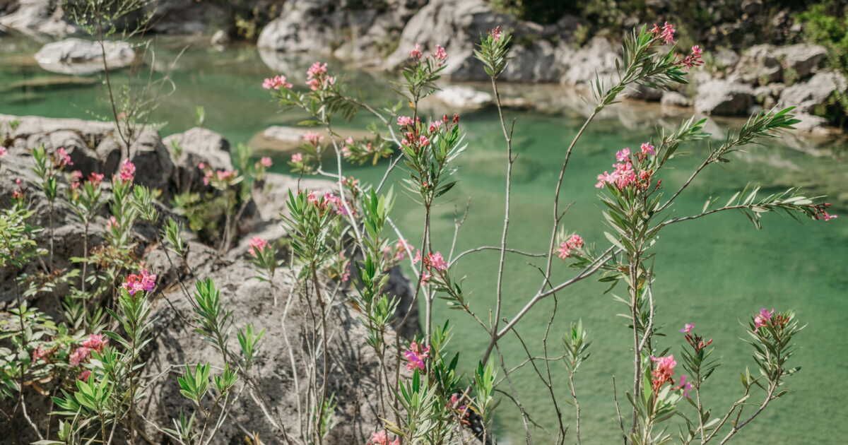 Peut-on vraiment cultiver un laurier-rose en dehors du sud de la France ?
