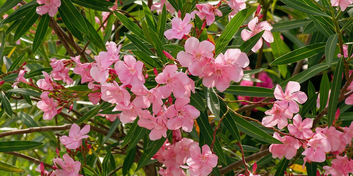 Laurier-rose (Nerium oleander), un arbuste emblématique de la Méditerranée