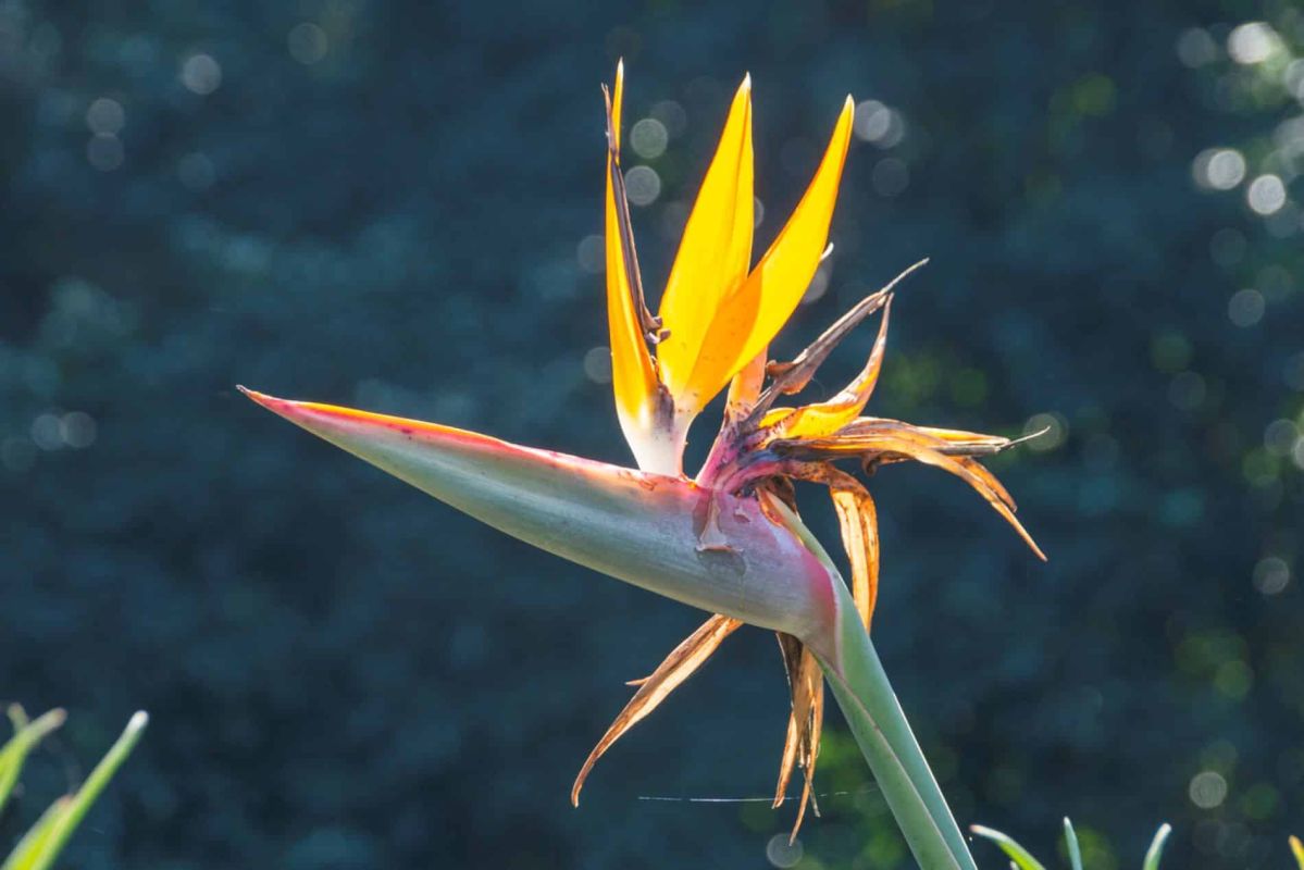 Protégez vos plantes exotiques : astuces pour survivre à l'hiver