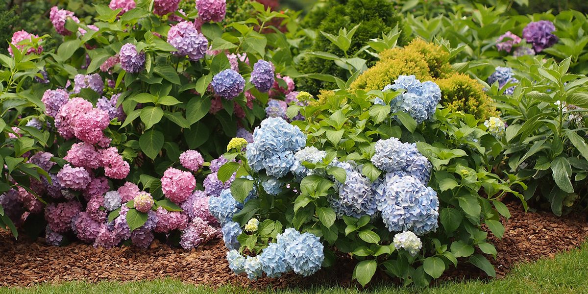 Les secrets pour fertiliser vos hortensias et maximiser leur floraison