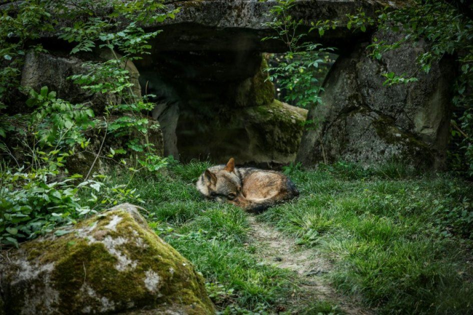 La chasse aux loups dans les réserves naturelles soulève une tempête verte