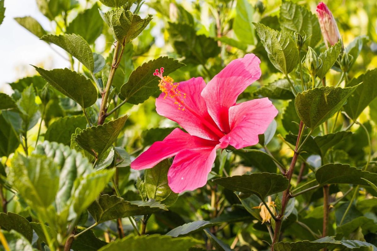 L'hibiscus, un arbuste coloré qui fleurit jusqu'à l'automne