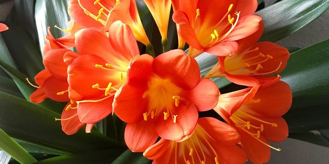 Clivia (Clivia miniata), une floraison spectaculaire