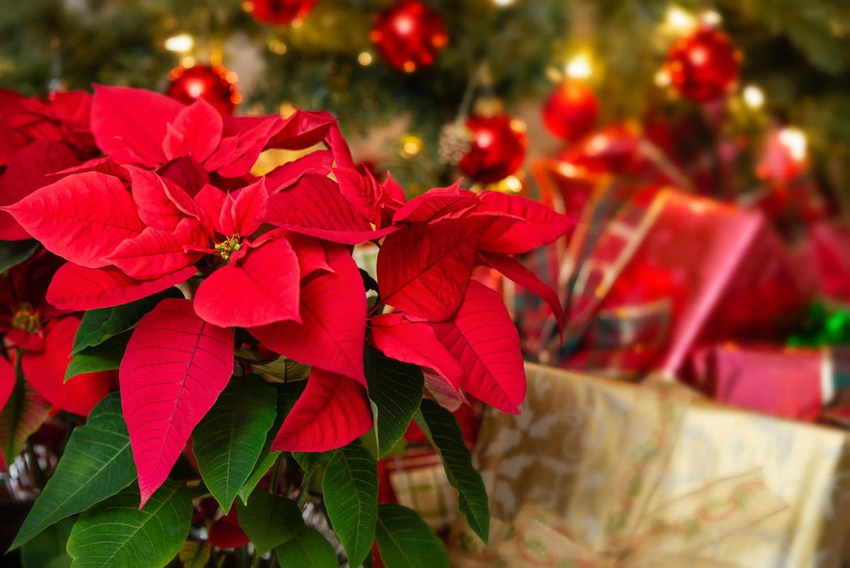 Les mystères du poinsettia : entre fêtes et héritage colonial
