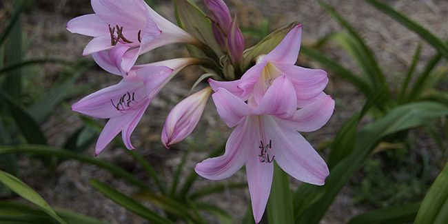 Amarcrinum Howardii : la star des terrasses estivales