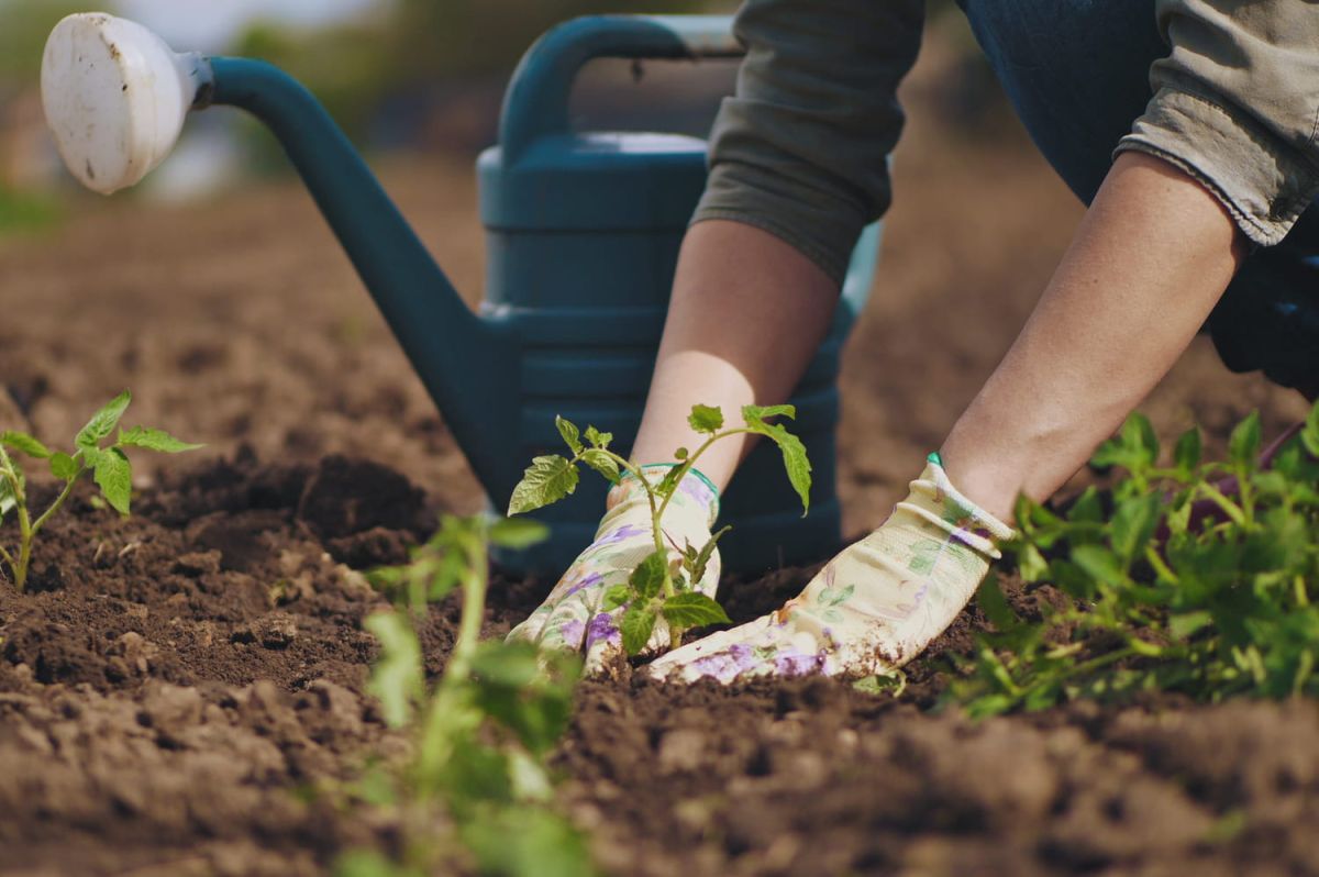 semez dès maintenant pour un potager florissant cet automne