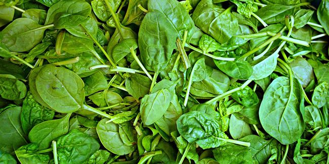 Epinard : le légume aux mille vertus à redécouvrir