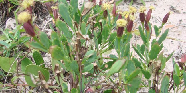 Papalo (Porophyllum ruderale), une herbe aromatique aux multiples facettes