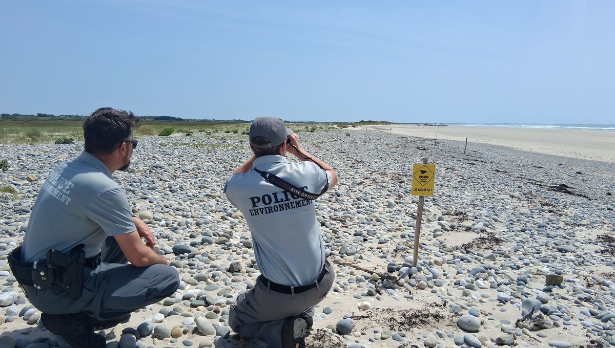 Des efforts renforcés pour protéger le gravelot à collier interrompu sur les plages bretonnes