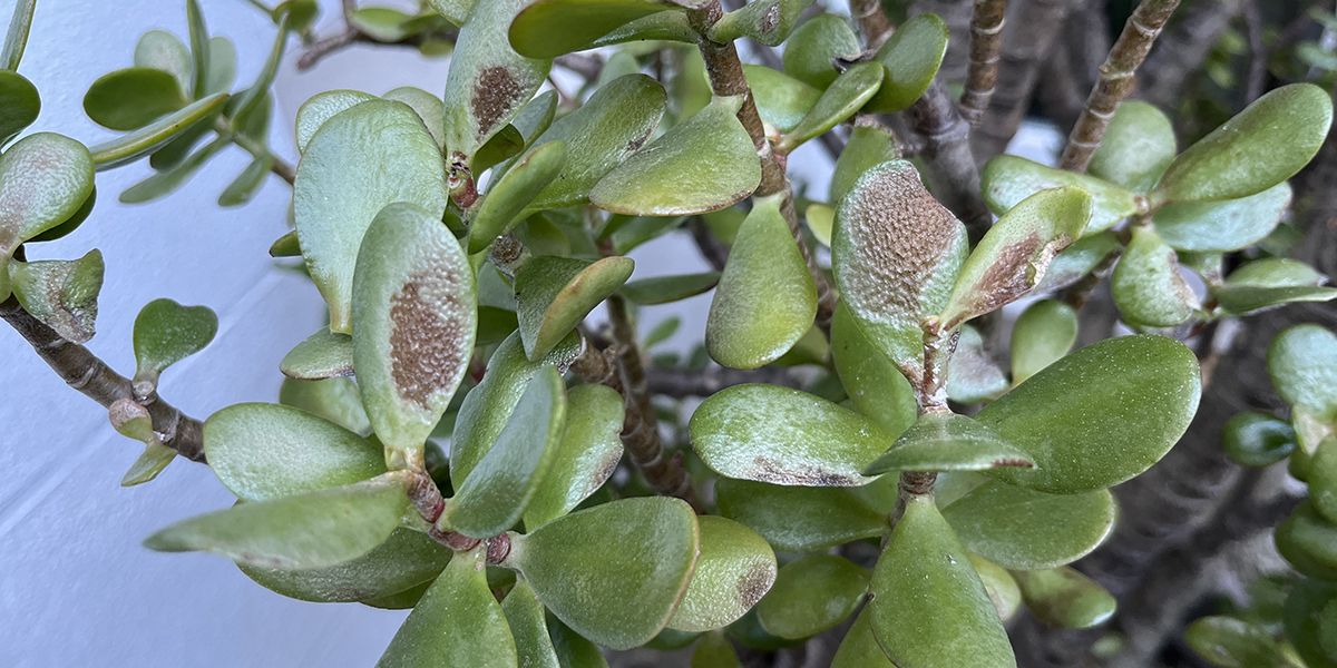 Comment sauver votre arbre de jade après un hiver difficile ?
