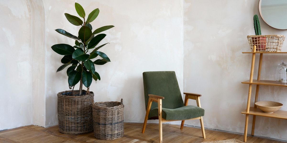 retour des plantes vintage : les trésors de grand-mère s'invitent à la maison