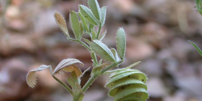 la luzerne à écussons : une plante menacée au précieux héritage