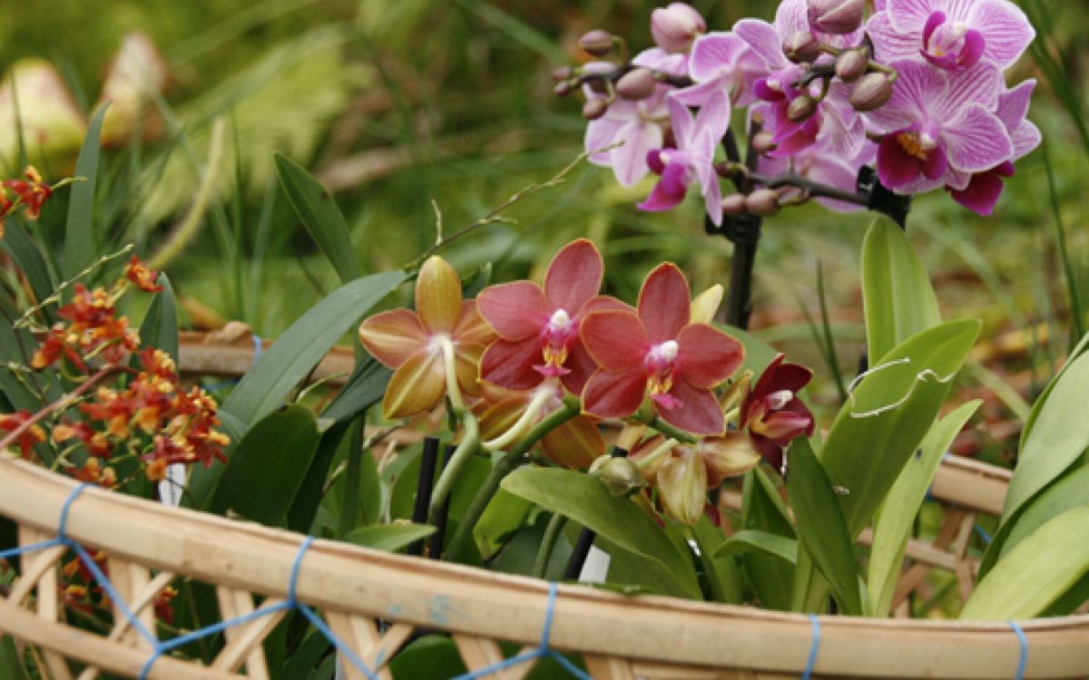 Orchidées miniatures : une merveille de la nature