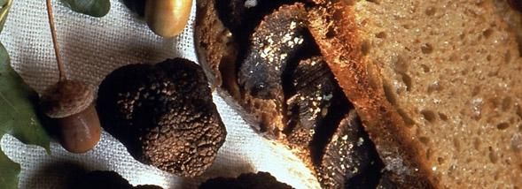 La truffe à Paris : le sandwich gourmand de Michel Rostang