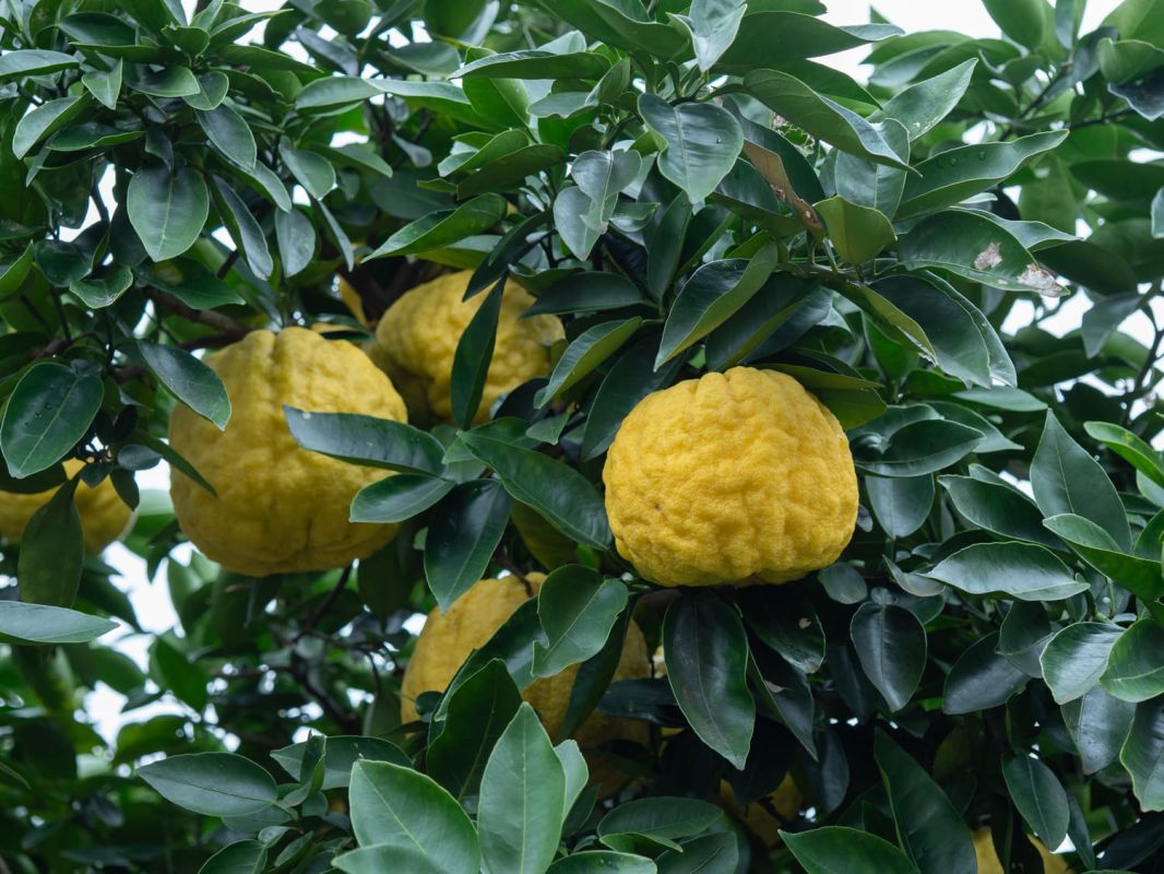 Citronnier yuzu : où le planter, entretien, récolte des yuzus