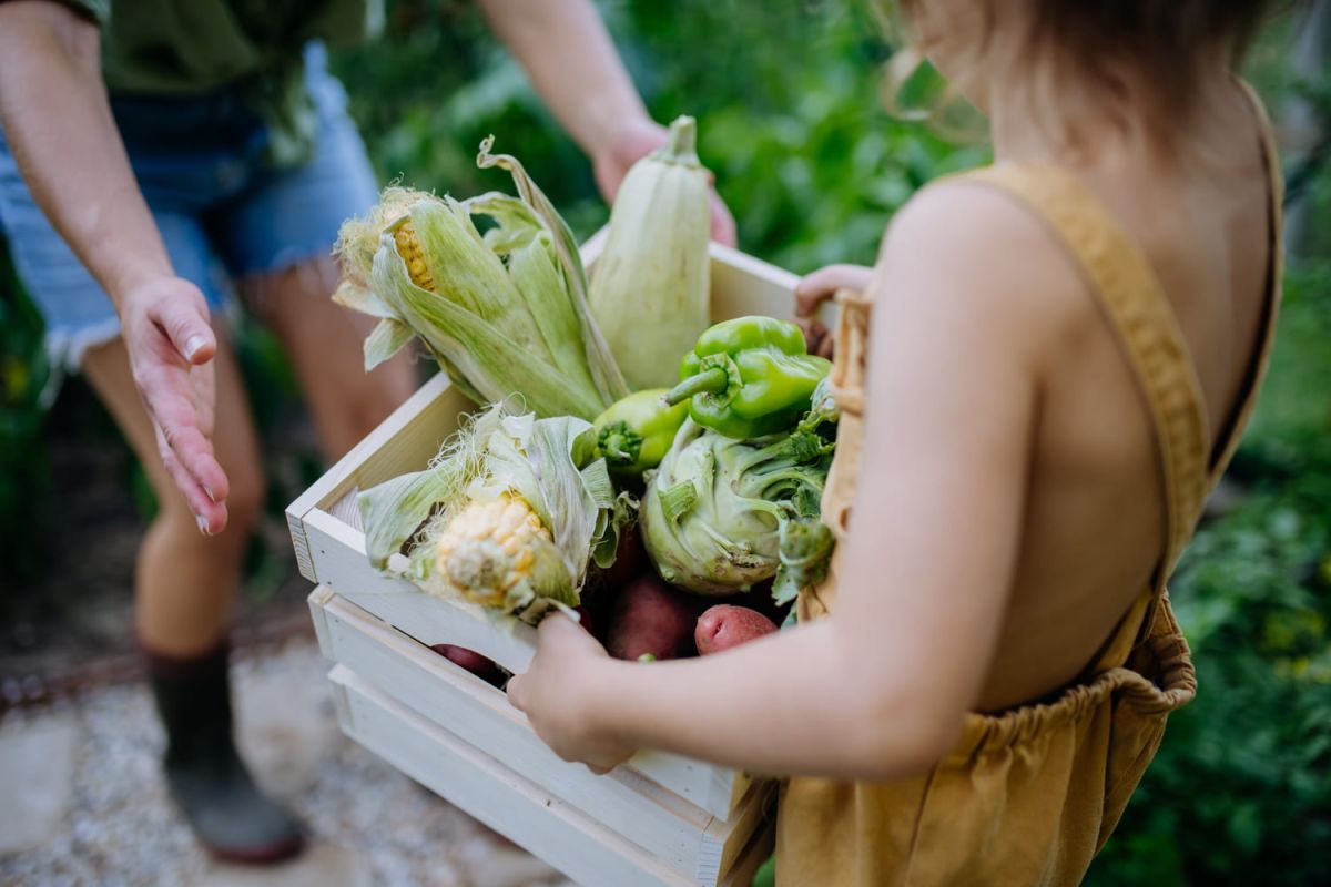 Carte du glanage : tous les endroits pour ramasser fruits et légumes gratuitement