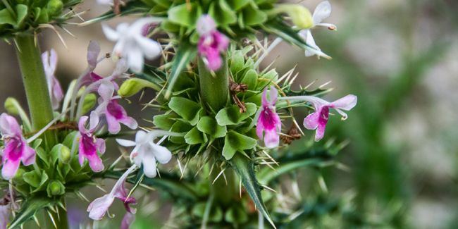 D'une beauté éclatante : la morine (Morina persica)