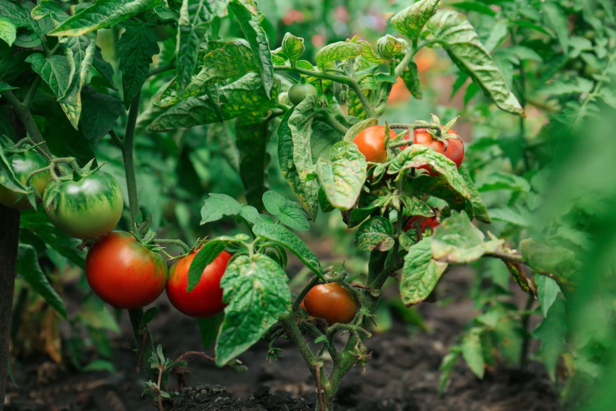 Cultiver des tomates : changez votre stratégie pour un potager florissant