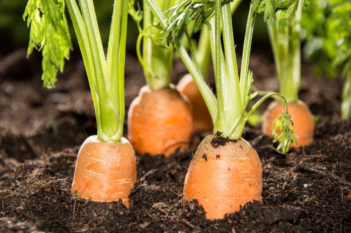 Les secrets pour cultiver des carottes savoureuses chez soi