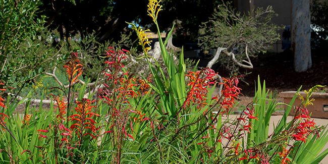 Chasmanthe (Chasmanthe floribunda), drapeau de l'Afrique