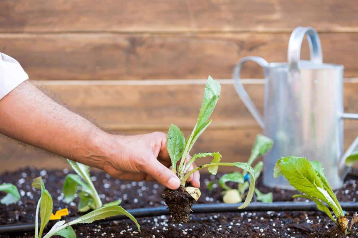 Plantez ce légume oublié pour une récolte savoureuse au printemps