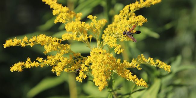 La verge d'or : éclat et bienfaits dans votre jardin