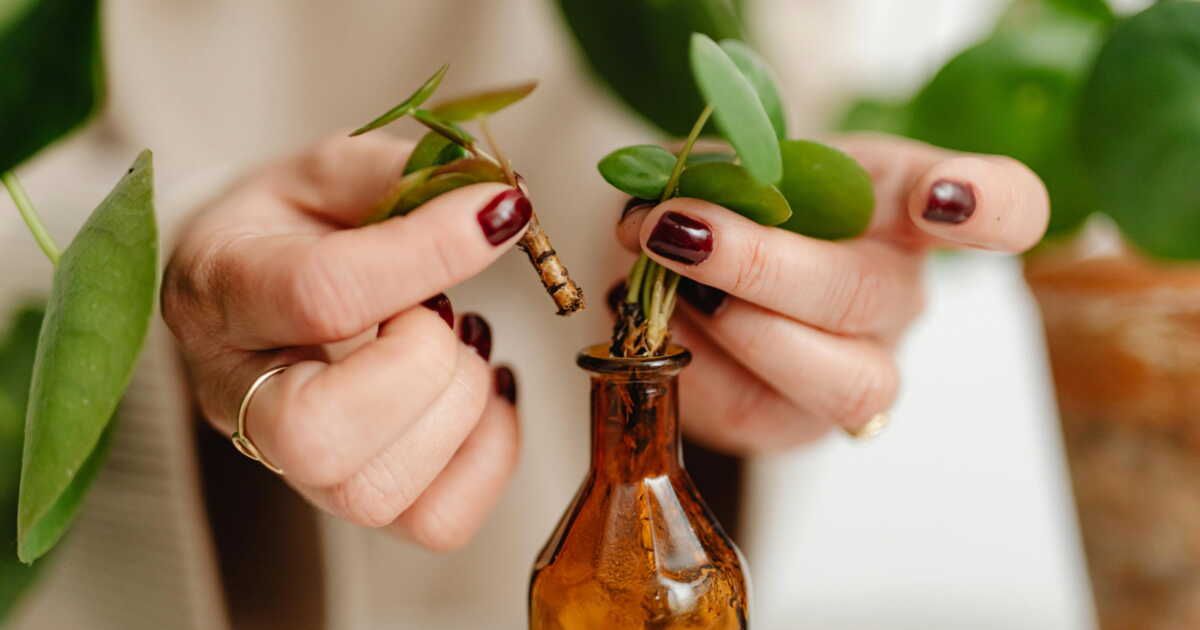 le secret inattendu pour réussir vos boutures de plantes