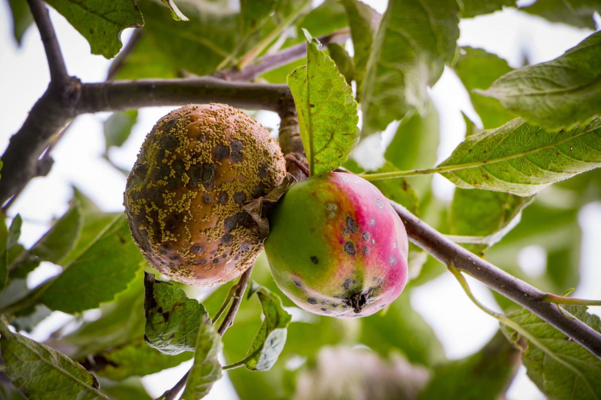 Lutter contre la moniliose : préservez vos arbres fruitiers