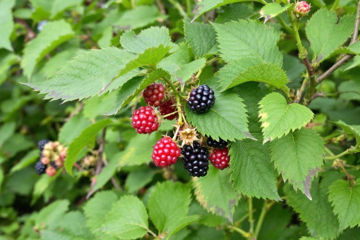 La mûre, trésor caché des jardins en fin juillet