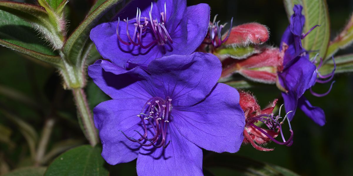 La tibouchine d'Urville : une étoile violette à cultiver