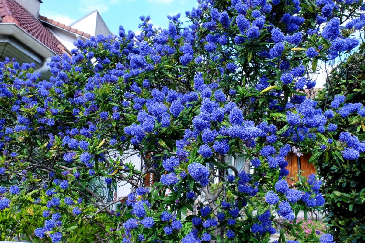 Céanothe : secrets de culture et taille du lilas de Californie