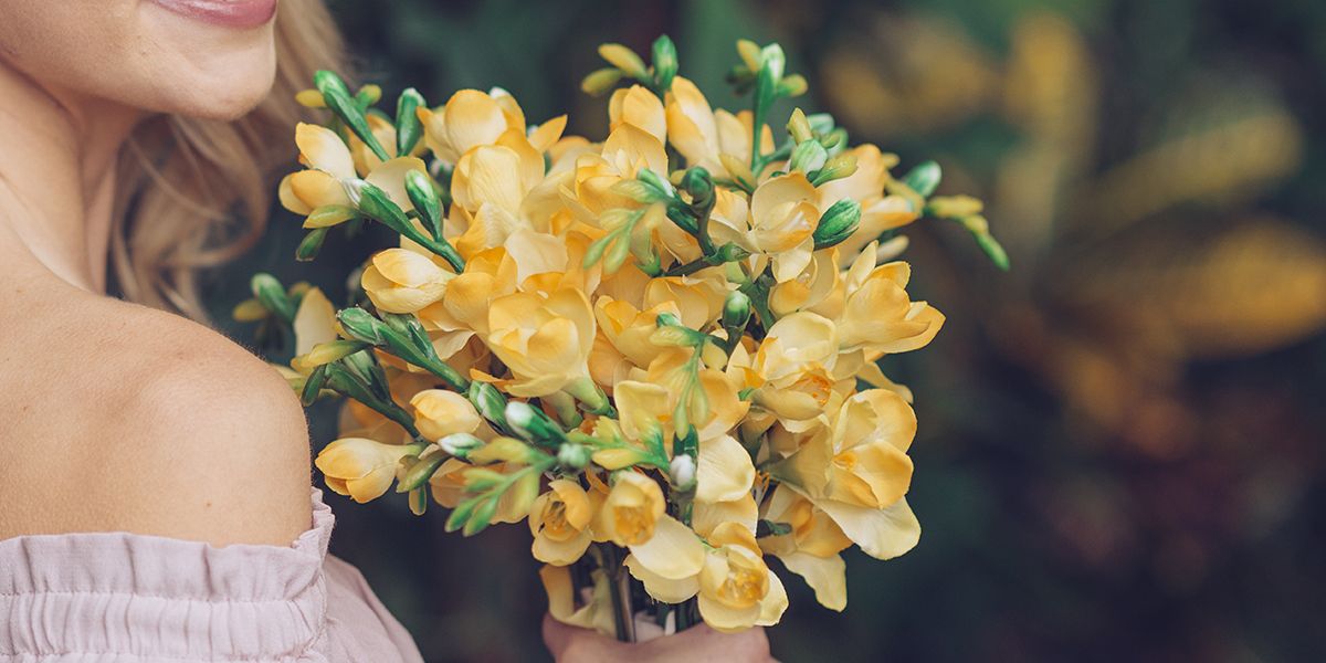 À la découverte du freesia, la fleur parfumée du Cap