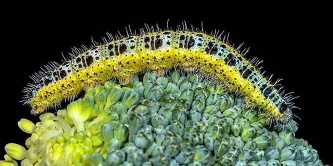 Comment protéger vos choux des invasions de piéride