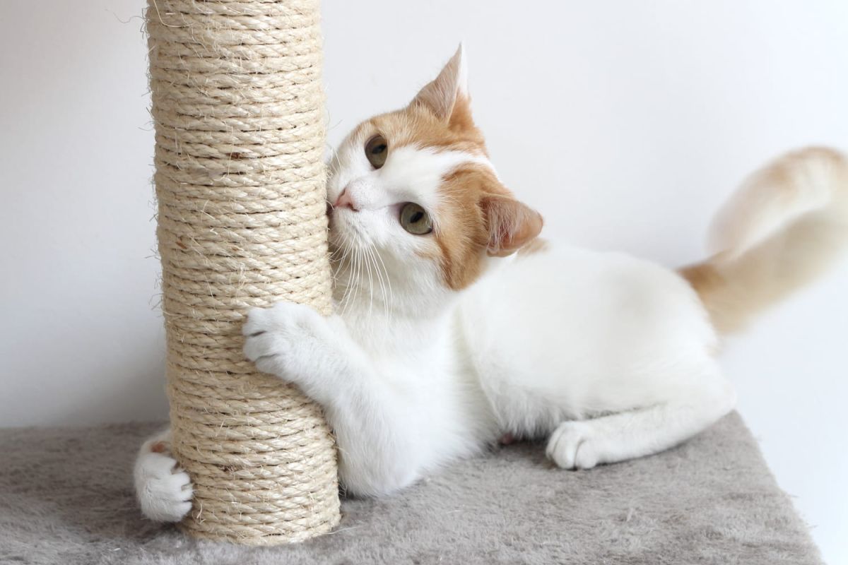 choisir le griffoir idéal pour votre chat
