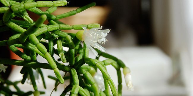 Cactus gui (Rhipsalis) ou cactus corail