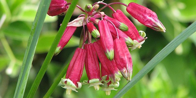 Clochettes sanguines : la flamboyante vedette des prairies américaines