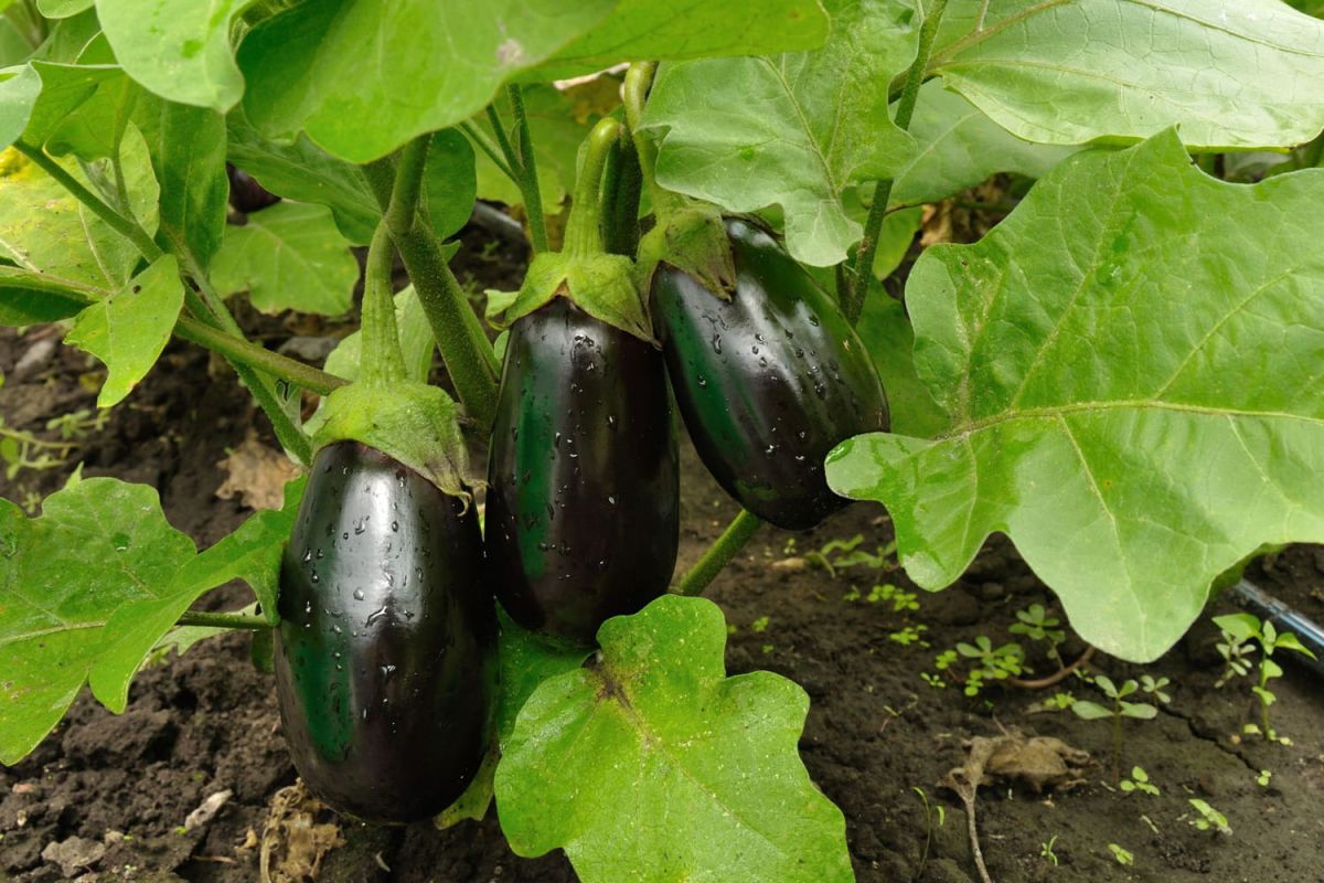 Aubergine : plantation, entretien et récolte