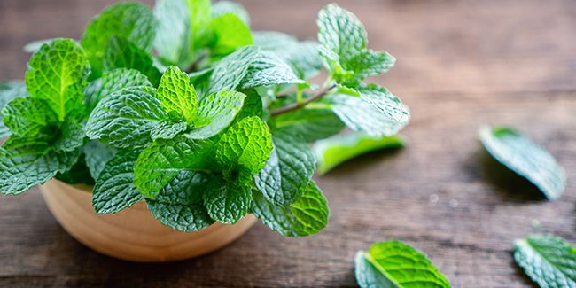 Menthe : propriétés, bienfaits et vertus pour la santé