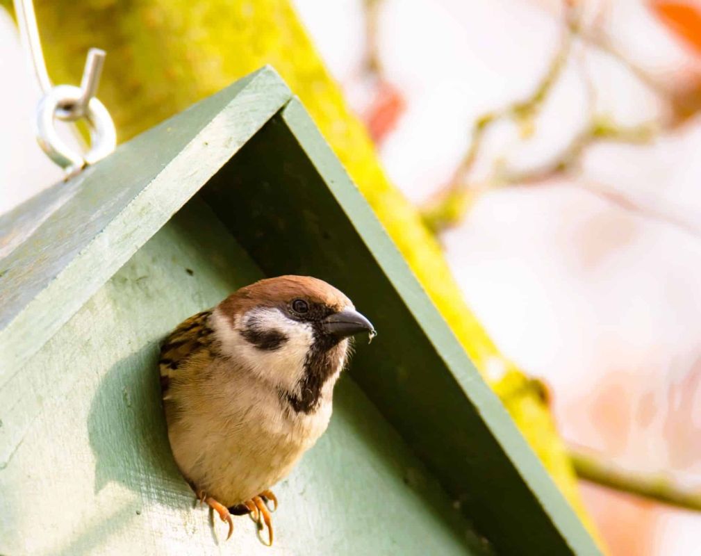 Transformez votre jardin en refuge pour oiseaux ce printemps