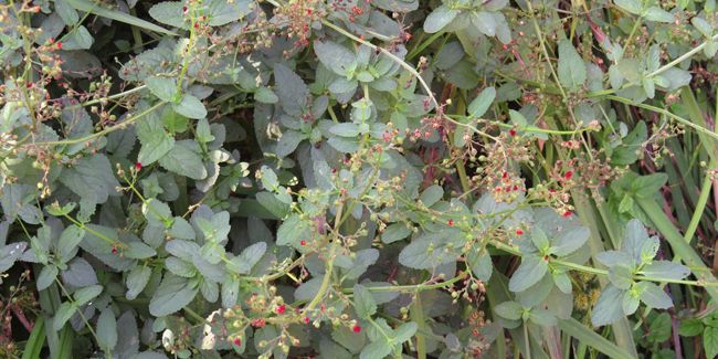 Scrofulaire à oreillettes (Scrophularia auriculata)