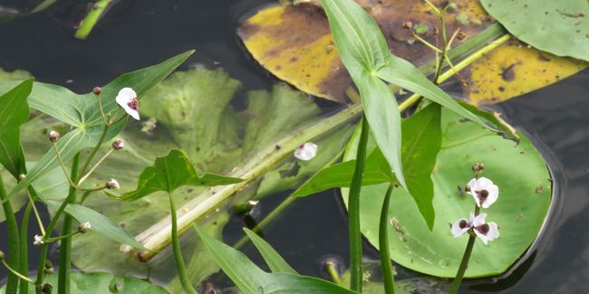 Flèche d'eau (Sagittaria sagittifolia) : une plante aquatique remarquable