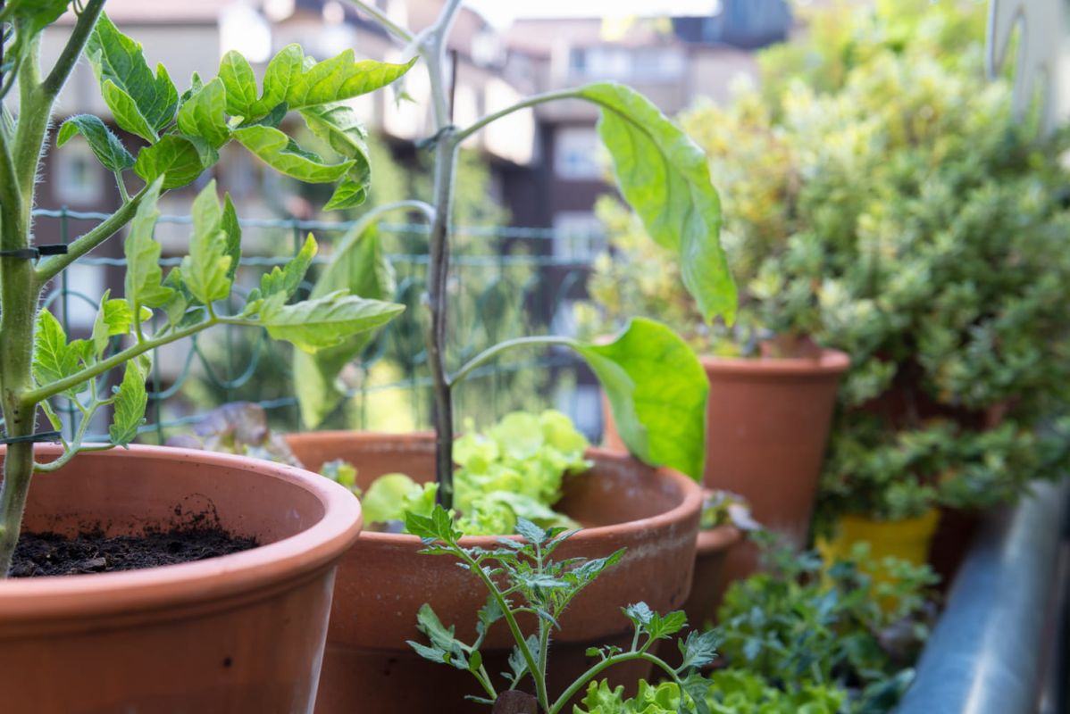 10 plantes parfaites pour transformer votre balcon en oasis verdoyante