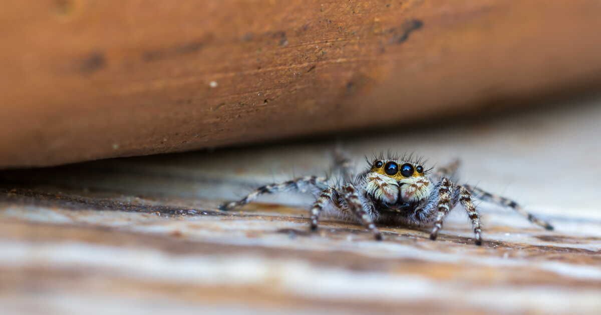 Pourquoi les araignées s'invitent-elles chez nous cet automne ?