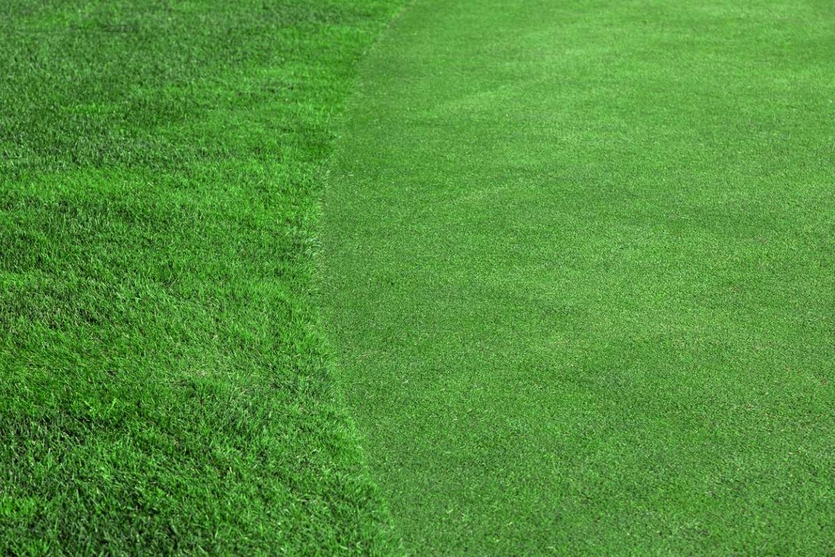 Découvrez la véritable distinction entre gazon et pelouse