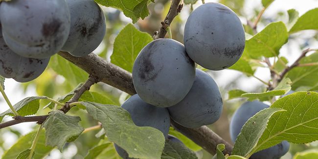 Prunier (Prunus domestica) : un arbre fruitier plein de promesses