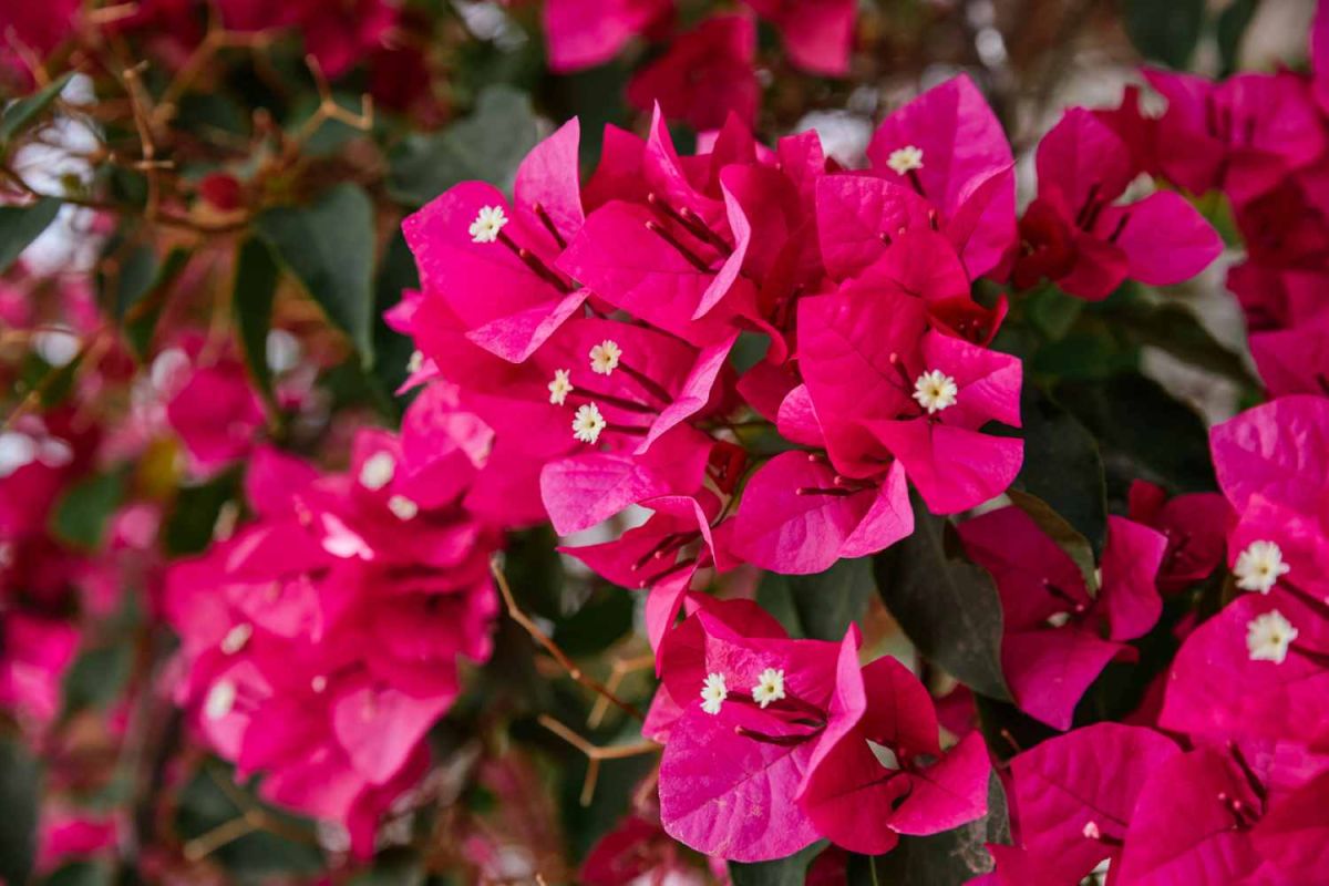 Préserver la beauté de votre bougainvillier lors des gelées