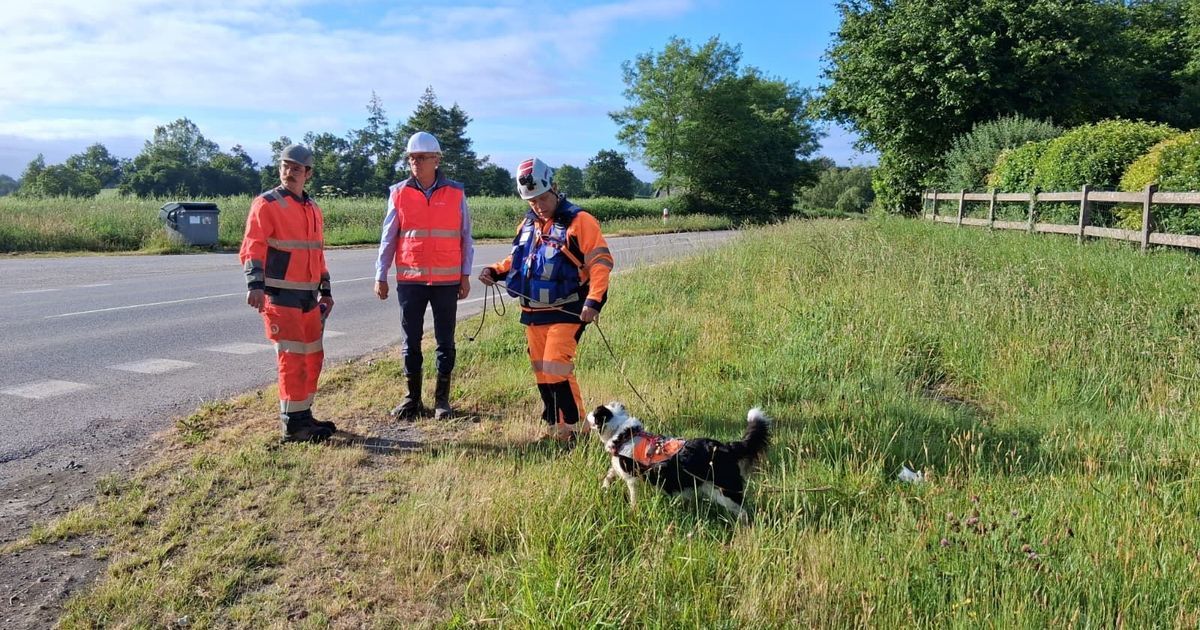 Des chiens spécialisés au secours du réseau d'eau à Plonévez-du-Faou