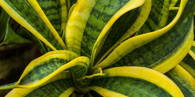 Sansevieria : la langue de belle-mère
